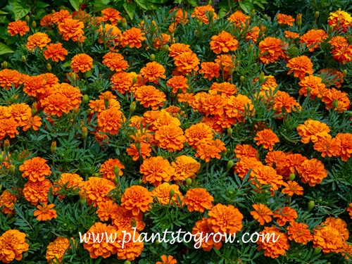 Marigold Bonanza Deep orange